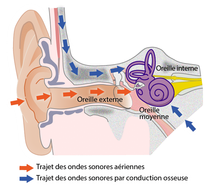 Ostéophonie et fonctionnement de l’oreille humaine