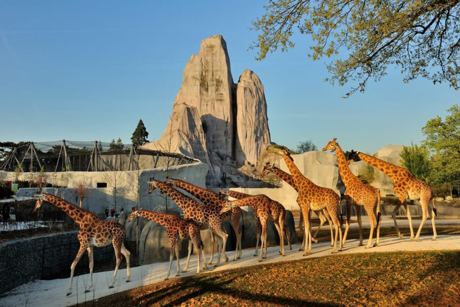 Le Parc zoologique de paris est situé à Vincennes